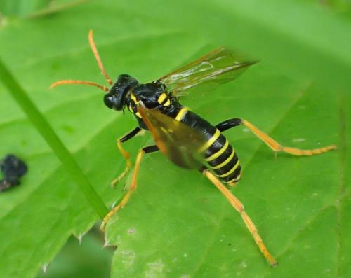 Réf. 261 037 : Tenthredo scrophulariae